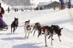 Lenk 2012 SM